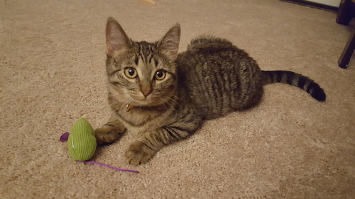 C57 Litter-Teresa - ADOPTED