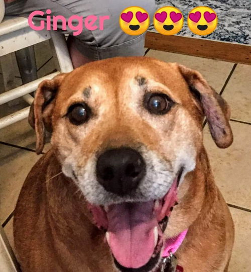 Ginger - ADOPTION PENDING