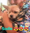 Sadie - ADOPTED