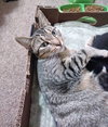C58 Litter-Cleopatra, mom - ADOPTED