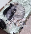 C58 Litter-Cleopatra, mom - ADOPTED
