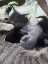 C58 Litter-Cleopatra, mom - ADOPTED