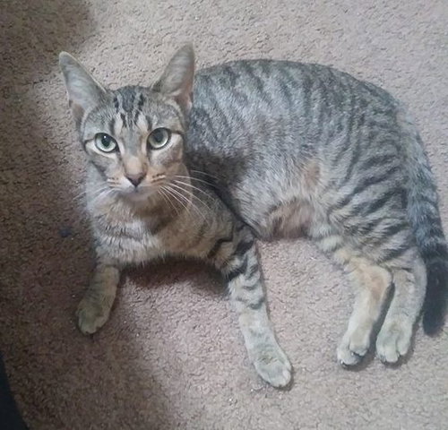 C58 Litter-Cleopatra, mom - ADOPTED