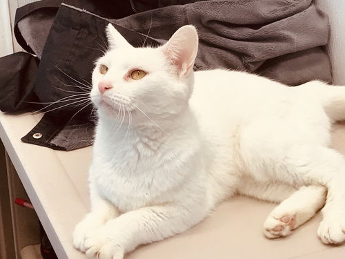 Snow White ❤️ - PSP - ADOPTED