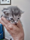 C58 Litter-Pebble - ADOPTED