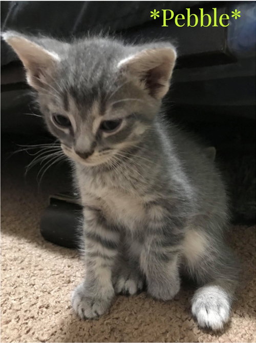 C58 Litter-Pebble - ADOPTED