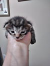 C58 Litter-Scratchy - ADOPTED