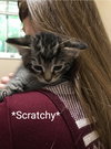 C58 Litter-Scratchy - ADOPTED