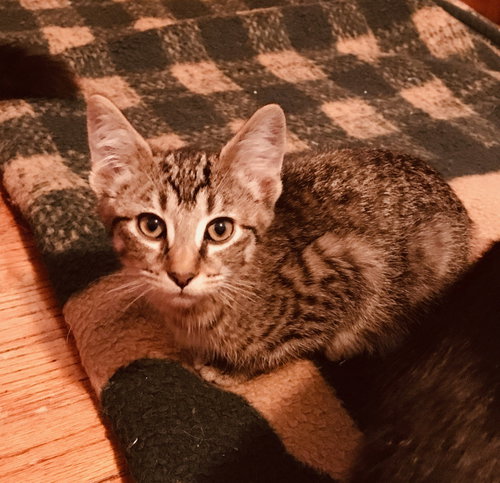 C58 Litter-Scratchy - ADOPTED