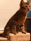 C58 Litter-Scratchy - ADOPTED