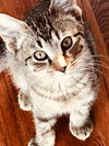 C58 Litter-Scratchy - ADOPTED