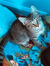 C58 Litter-Scratchy - ADOPTED