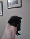 C58 Litter-Lynx - ADOPTED