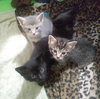 C58 Litter-Lynx - ADOPTED