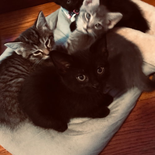 C58 Litter-Lynx - ADOPTED