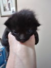 C58 Litter-Onyx - ADOPTED