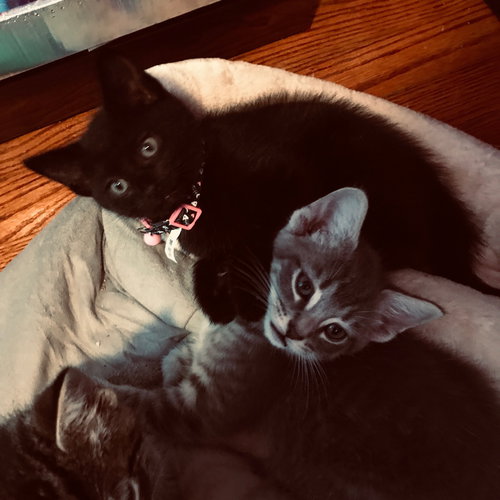 C58 Litter-Onyx - ADOPTED