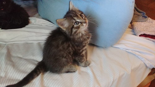 C51 Litter-Dumpling - ADOPTED