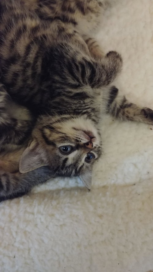 C51 Litter-Tuna - ADOPTED