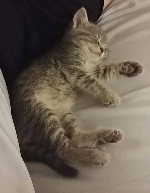 C51 Litter-Noodle - ADOPTED