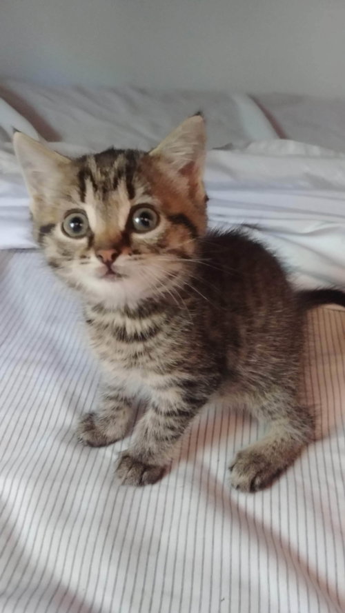 C51 Litter-Wonton - ADOPTED
