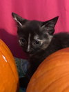 C59 Litter-Hay Hay - ADOPTED