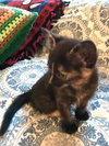 C59 Litter-Hay Hay - ADOPTED