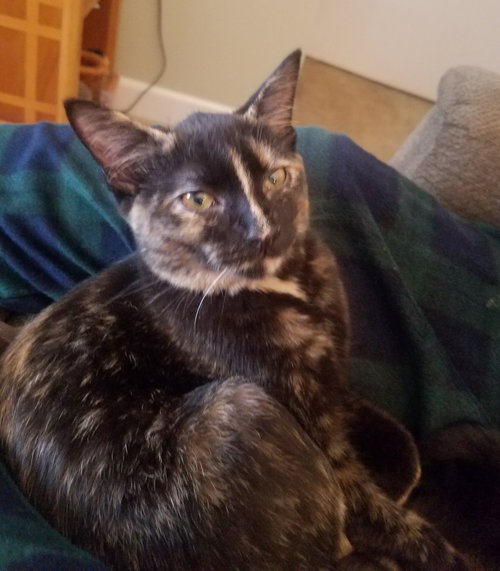 C59 Litter-Hay Hay - ADOPTED