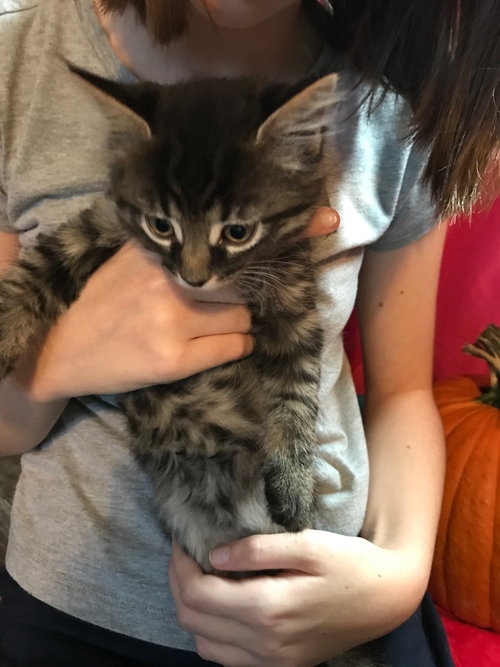 C59 Litter-Molly - ADOPTED