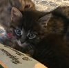 C59 Litter-Molly - ADOPTED