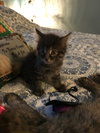 C59 Litter-Molly - ADOPTED