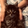 C59 Litter-Molly - ADOPTED
