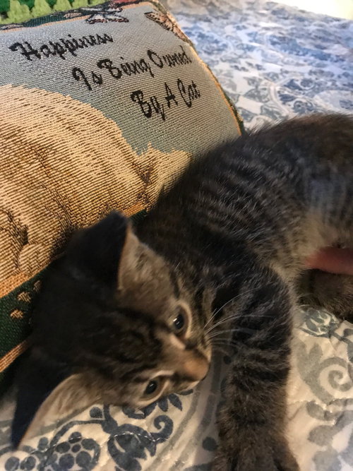 C59 Litter-Nala - ADOPTED
