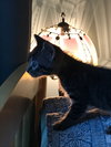 C59 Litter-Nala - ADOPTED