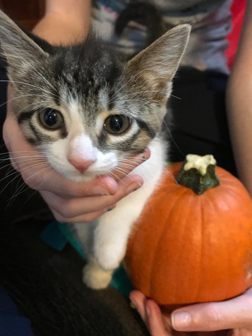 C59 Litter-Rosebud - ADOPTED