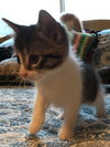 C59 Litter-Rosebud - ADOPTED