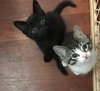 C59 Litter-Rosebud - ADOPTED