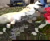 Angel - ADOPTED