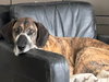 D59 Litter-Denali-NEEDS FOSTER - Photo 2