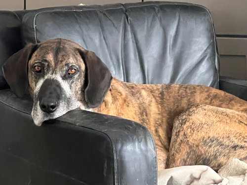 D59 LITTER-DENALI-NEEDS FOSTER - Great Dane / Hound available for adoption