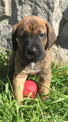 D59 Litter-Denali-NEEDS FOSTER - Photo 3