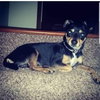 Capone - Adopted