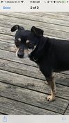 Capone - Adopted