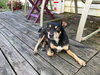 Capone - Adopted
