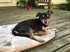 Capone - Adopted