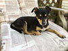 Capone - Adopted
