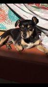 Capone - Adopted