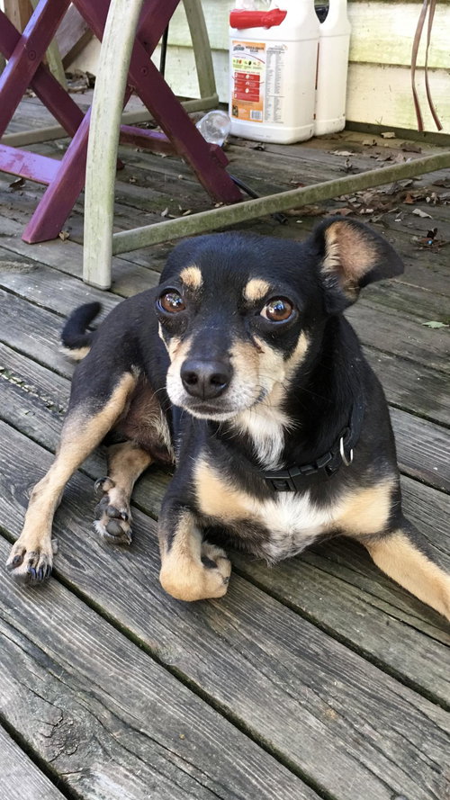 Capone - Adopted