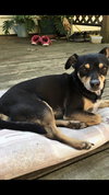 Capone - Adopted