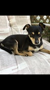 Capone - Adopted